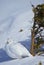 Ptarmigan in Snow