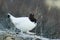 Ptarmigan walking