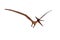 Pteranodon dinosaur in flight with beak wide open. 3D illustration isolated on white with clipping path