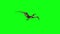 Pteranodon Dinosaurs Fly Front Green Screen 3D Rendering Animation