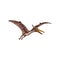 Pteranodon isolated flying pterodactyl sketch