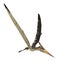 Pteranodon Longiceps