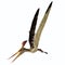 Pteranodon longiceps Flight