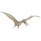 Pteranodon. Pterodactyl. Dinosaur. Prehistoric animals. Vector of the Mesozoic