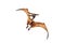 Pteranodon Pterodactyl Dinosaur on white background