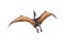 Pteranodon Pterodactyl Dinosaur on white background