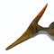 Pteranodon Reptile Head