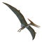 Pteranodon Reptile Soaring