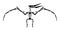 Pteranodon skeleton . Silhouette flying dinosaurs . Front view . Vector