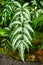 `Pteridaceae Pteris Argyrea Silver Brake` fern plant branch with white markings