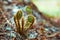 Pteridium aquilinum, bracken, brake or common bracken , also known as eagle fern, and Eastern brakenfern. Young shoots, close-up