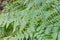 Pteridium aquilinum , brake, common bracken, eagle fern leaves closeup slective focus