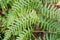 Pteridium aquilinum , brake, common bracken, eagle fern leaves closeup slective focus