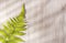 Pteridium aquilinum fern - details of fern plants. Text space