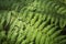 Pteridium aquilinum fern - Top view