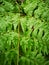 Pteridophyta fernâ€‹ greenâ€‹ leavesâ€‹ plantaeâ€‹