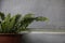 pteridophyta plant in an orange flowerpot on a gray wall background