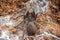Pterinochilus murinus tarantula larva