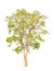 Pterocarpus indicus, tropical tree isolated