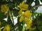 Pterocarpus macrocarpus - burmese padauk