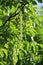 Pterocarya fraxinifolia or Caucasian Wingnut