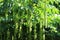 Pterocarya fraxinifolia green foliage and flowers