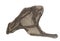 Pterodactyl fossil on white background