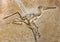 Pterodactylus Elegans Fossil