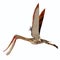 Pterodaustro Pterosaur Wings Up