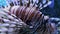 Pterois or common lionfish, closeup of zebrafish in blue aquarium water