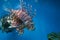 Pterois lionfish, zebrafish so on with long venomous fins