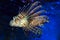 Pterois volitans. Red lionfish. Beautiful sea fish