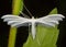 Pterophorus pentadactyla / white plume moth