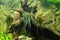 Pterophyllum altum - altum angelfish
