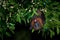 Pteropus poliocephalus - Gray-headed Flying Fox in the night, fly away from day site