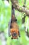 Pteropus vampyrus (large flying fox) on tree