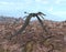 Pterosaur Dorygnathus over a rocky landscape