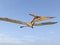 Pterosaur Pteranodon