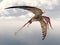 Pterosaur Rhamphorhynchus