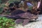 Pterygoplichthys pardalis catfish