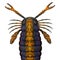 Pterygotus Scorpion Head