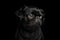 Pti Brabanson Dog on isolated black background