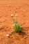 Ptilotus macrocephalus - Australian wildflower