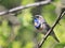 Ptiy striking male Bluethroat sitting on a tree branch in the ma
