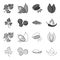 Ptrushka, black pepper, paprika, chili.Herbs and spices set collection icons in outline,monochrome style vector symbol