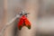 Ptychoglene coccinea , A bright red winged moth, a black bottom wing tip, clings to the branches in nature against a blurred