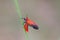 Ptychoglene coccinea , A bright red winged moth, a black bottom wing tip, clings to a grass in nature against a blurred soft