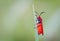 Ptychoglene coccinea ,A bright red winged moth, a black bottom wing tip, clings to a grass in nature against a blurred soft