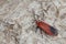 Ptychoglene coccinea (H. Edwards  1886) A red-winged moth clings to the trunk of a tree in nature