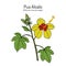 Pua Aloalo, or yellow hibiscus Hibiscus brackenridgei , state flower of Hawaii